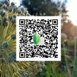snapseed qr code